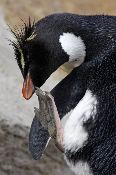 IMG_5903c.jpg - Rockhopper Penguin (Eudyptes chrysocome)